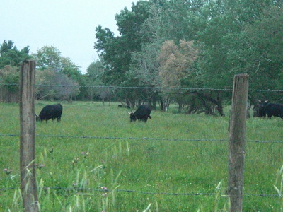 bulls